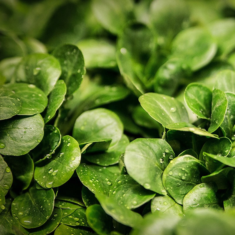 Feldsalat 150g