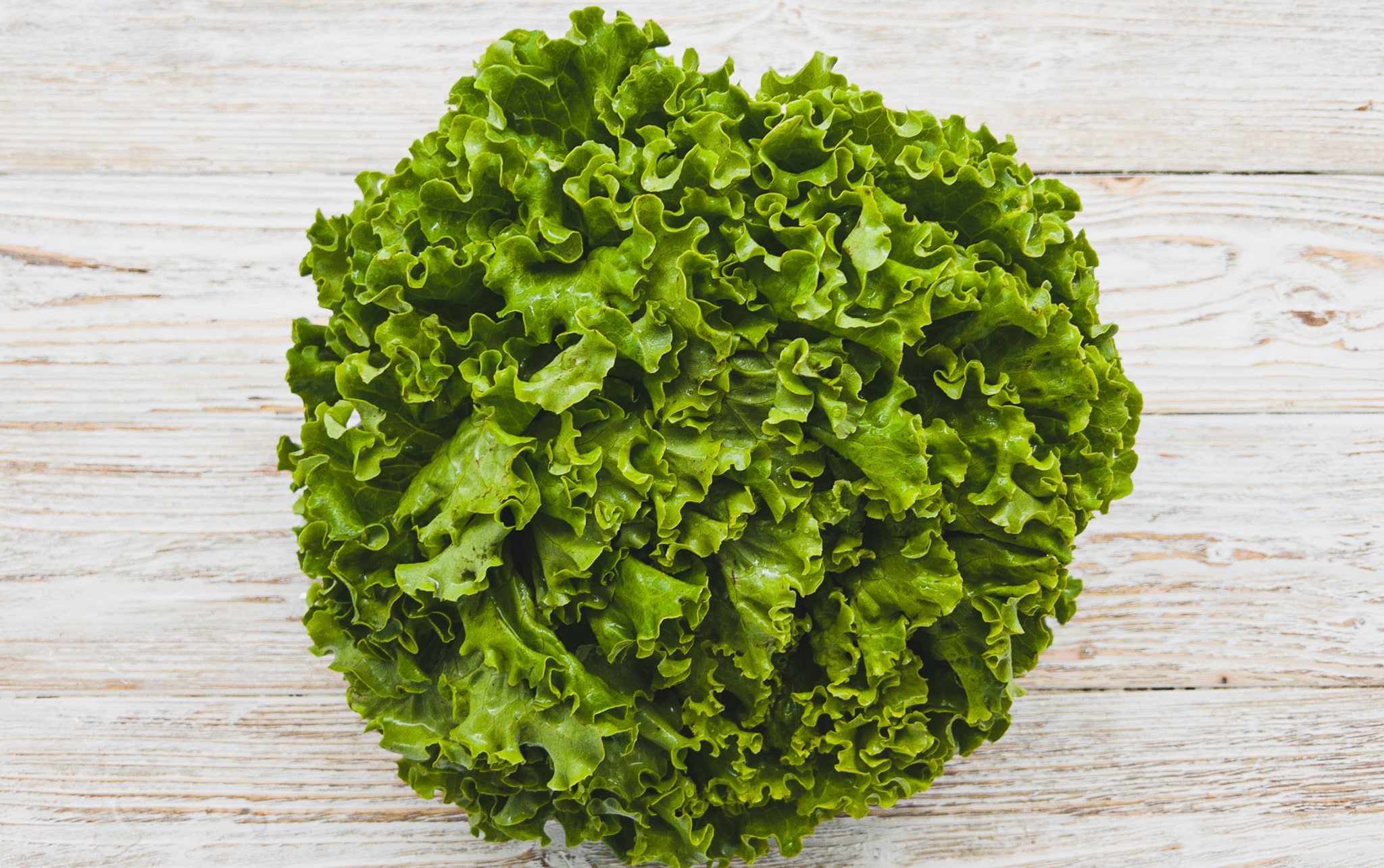 Bataviasalat Bio