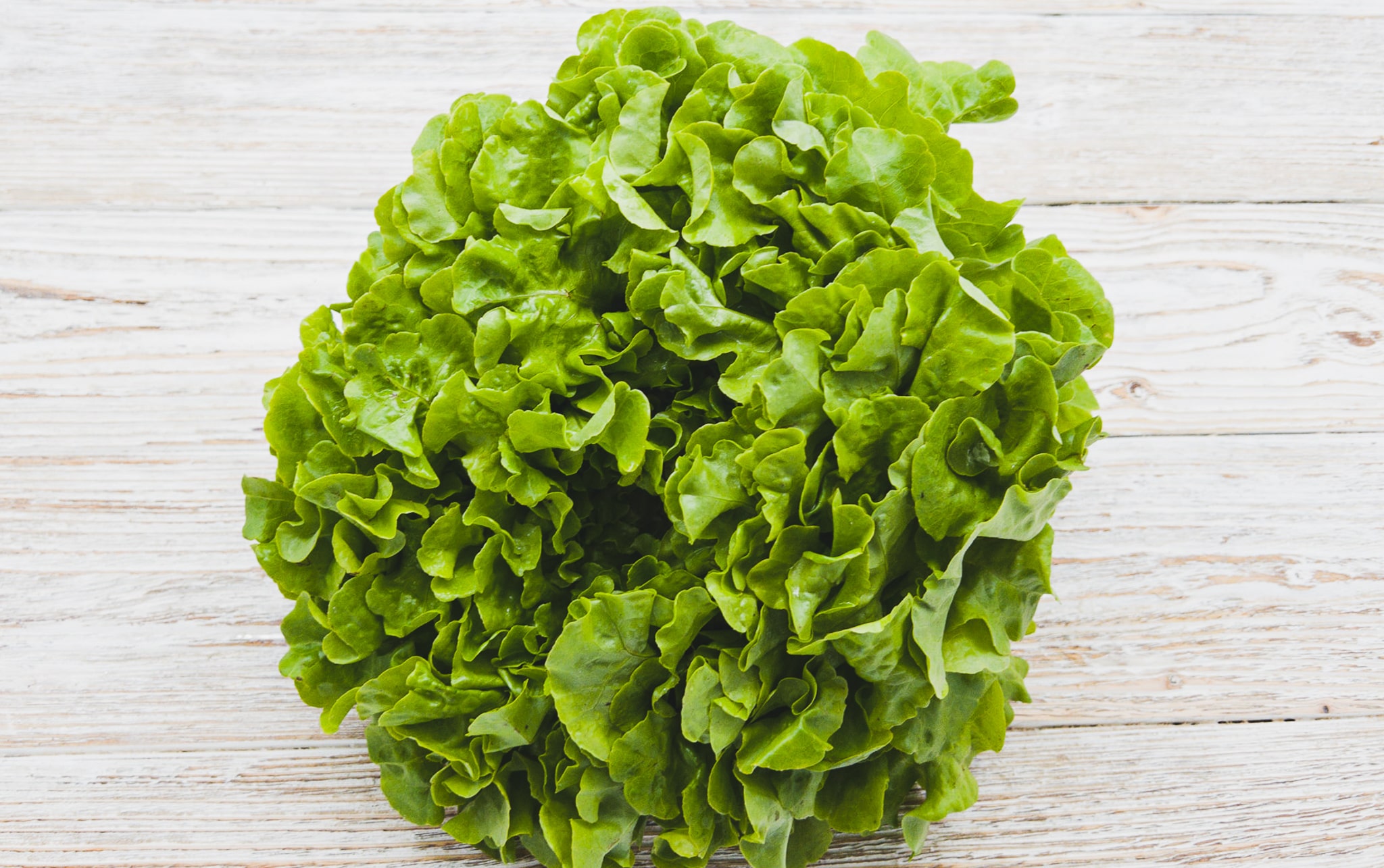 Eichblattsalat grün Bio