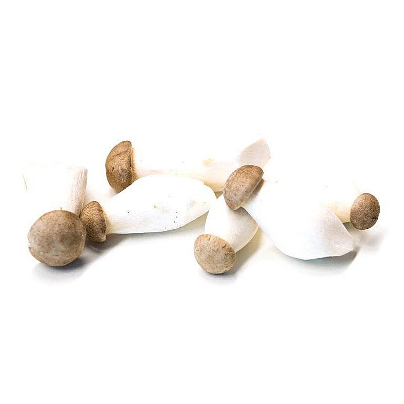 Kräuterseitling 250g