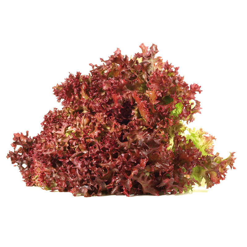 Lollo Rosso