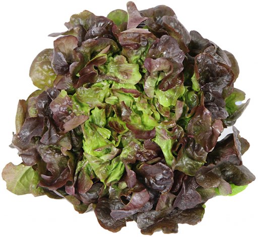 Eichblattsalat rot Bio